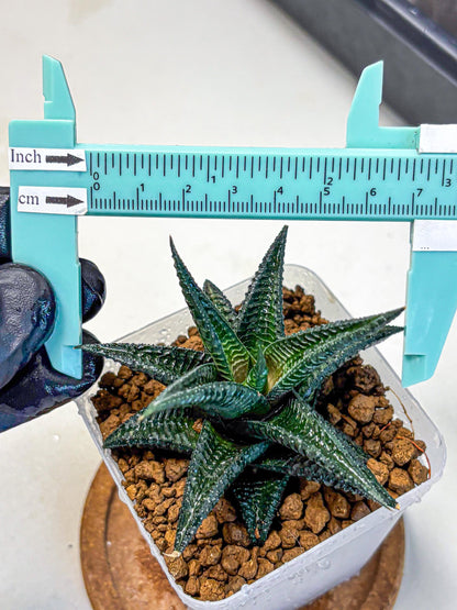 Haworthia koel (wa11) (9) | Easy Care Indoor Plant