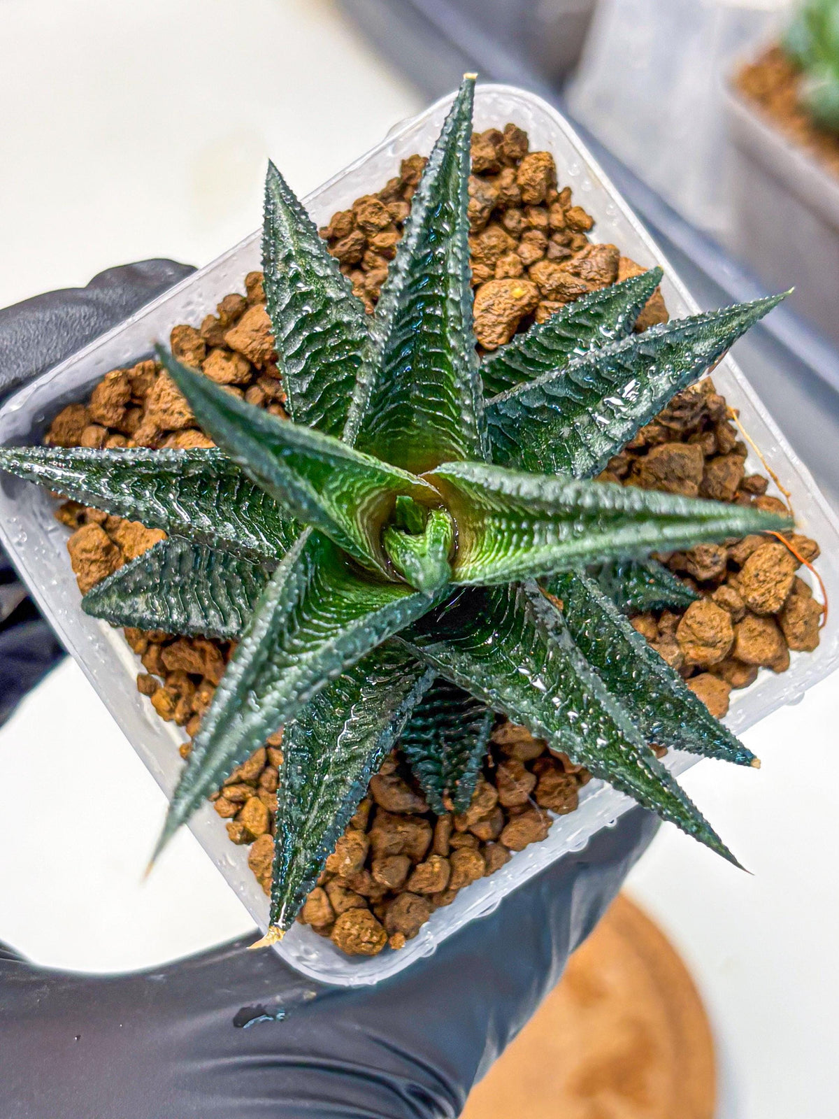 Haworthia koel (wa11) (9) | Easy Care Indoor Plant