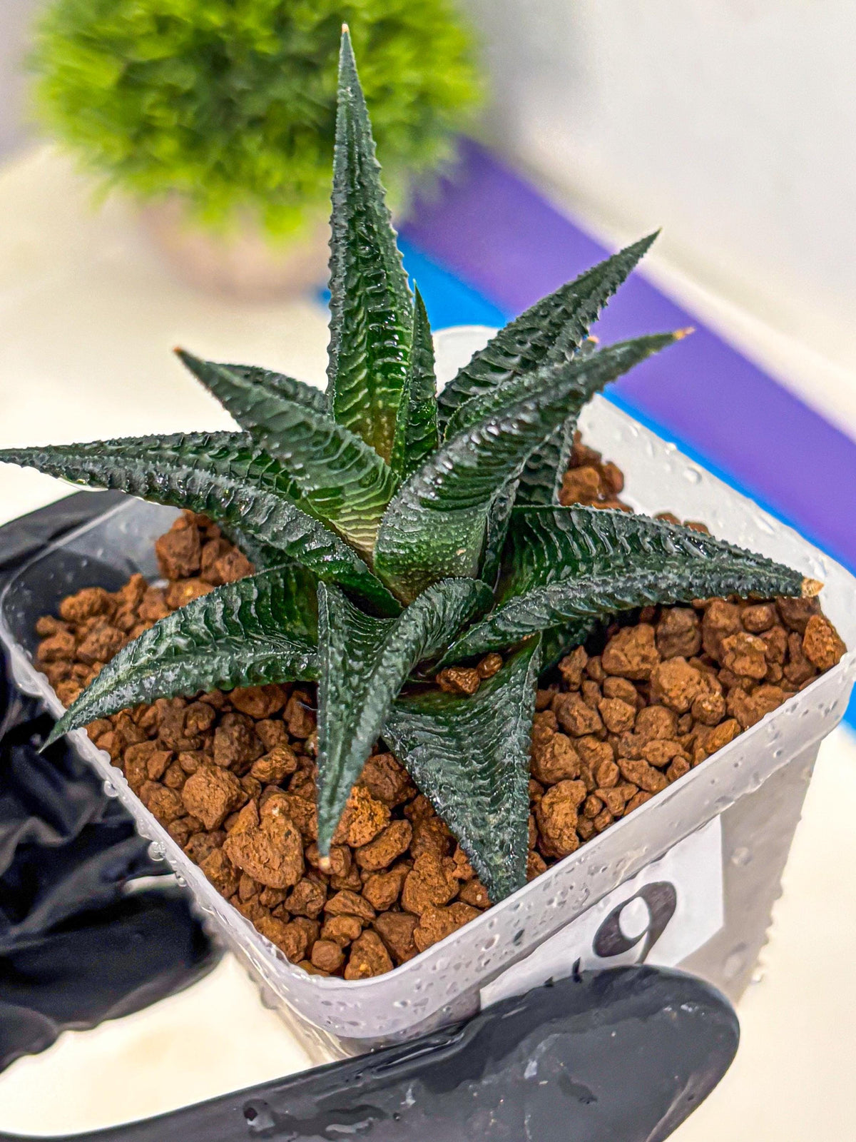 Haworthia koel (wa11) (9) | Easy Care Indoor Plant