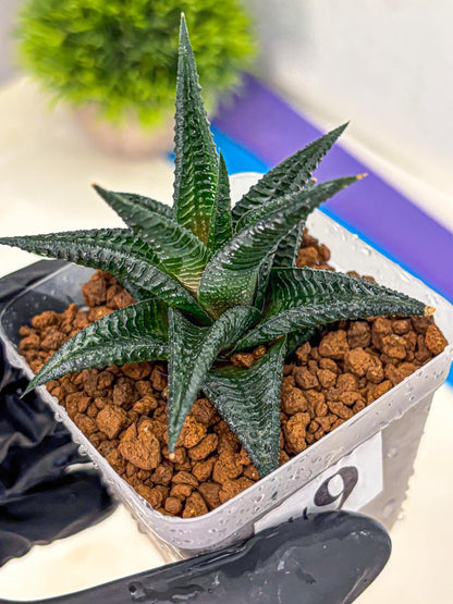Haworthia koel (wa11) (9) | Easy Care Indoor Plant