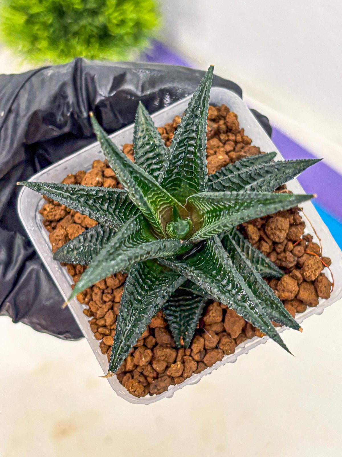 Haworthia koel (wa11) (9) | Easy Care Indoor Plant