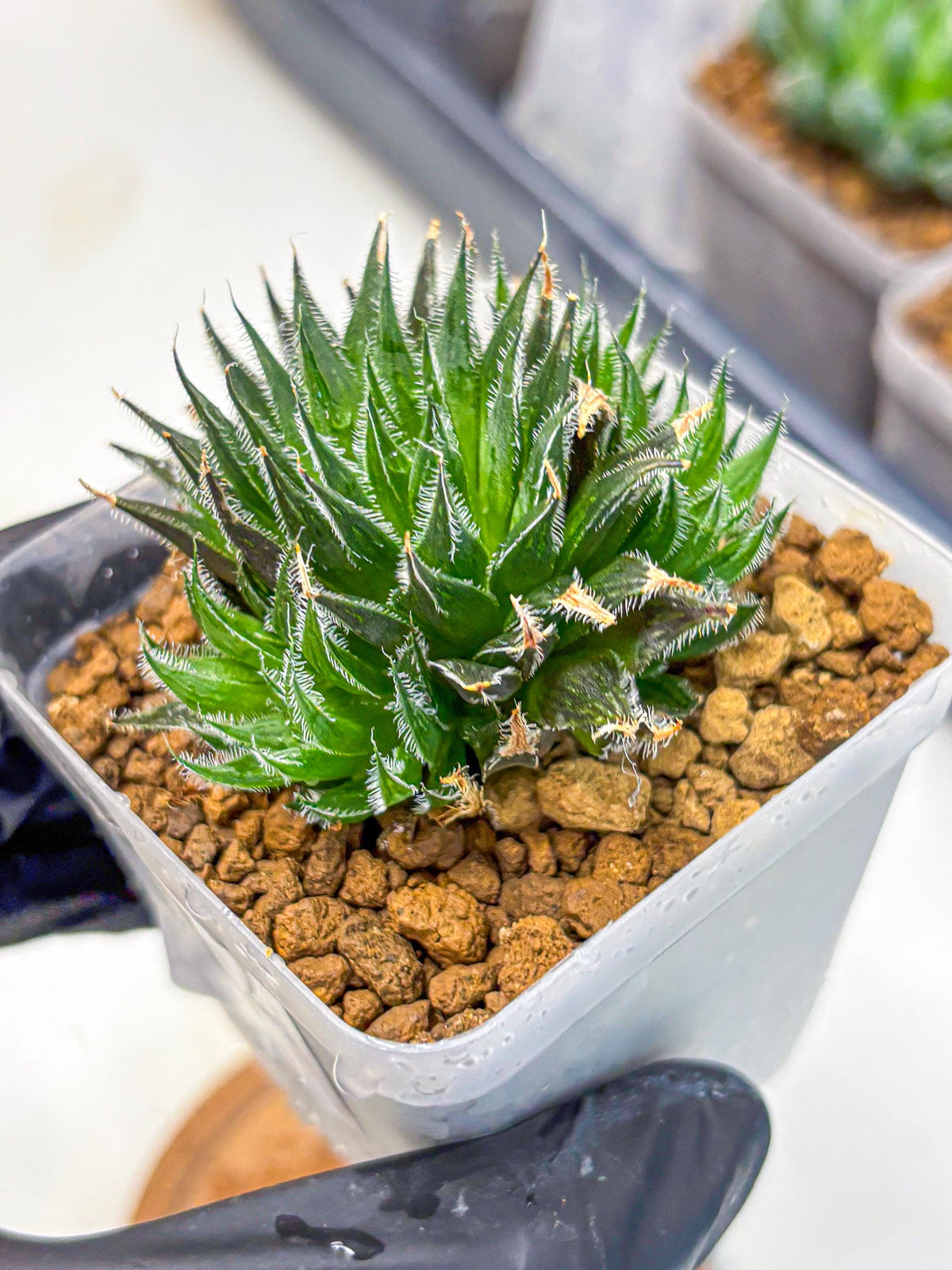 Haworthia Giga (wa11) (12) | Easy Care Indoor Plant