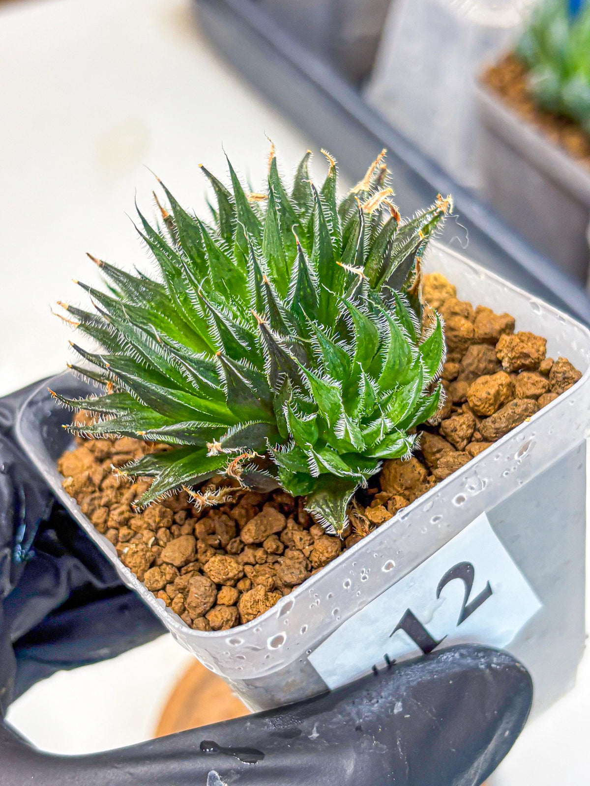 Haworthia Giga (wa11) (12) | Easy Care Indoor Plant