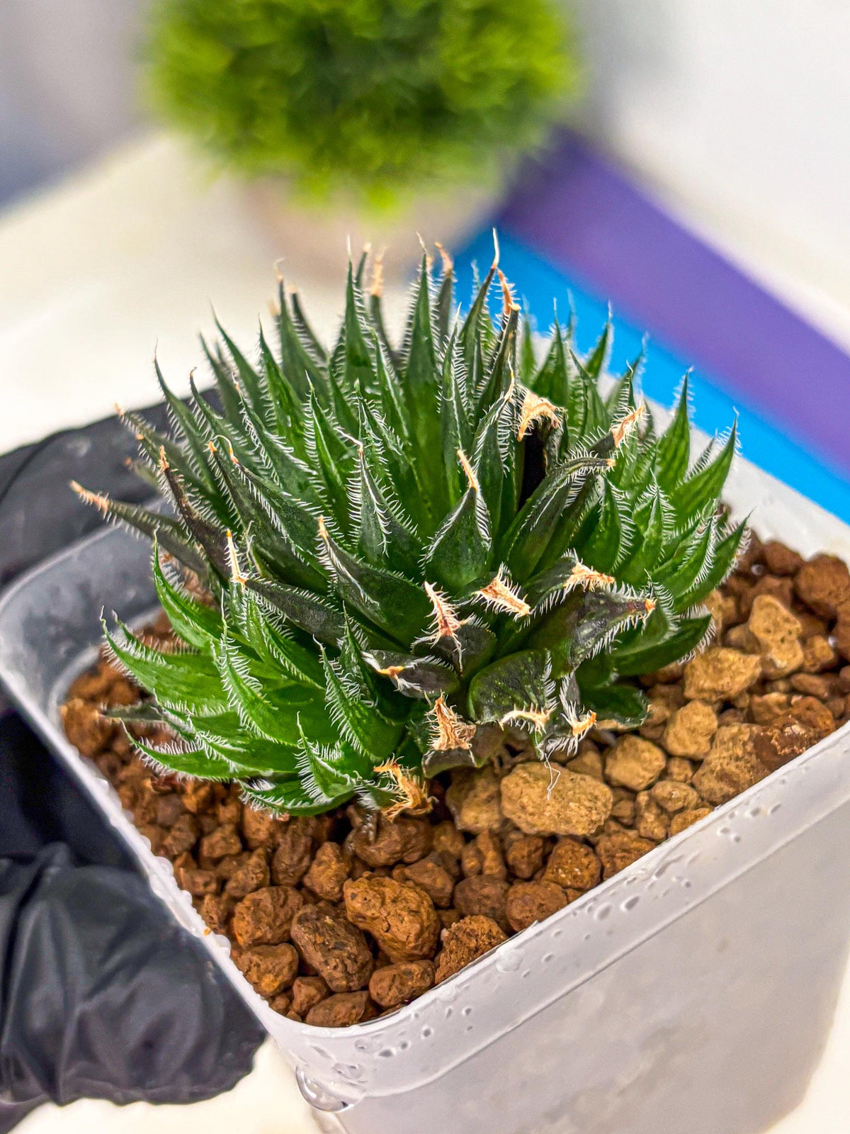 Haworthia Giga (wa11) (12) | Easy Care Indoor Plant