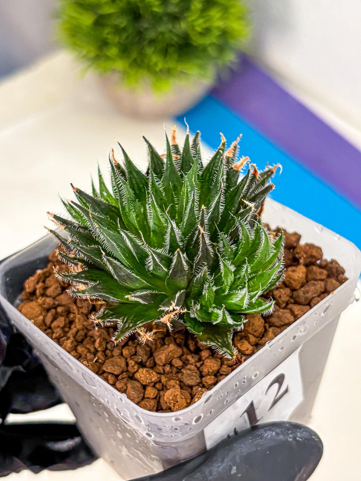 Haworthia Giga (wa11) (12) | Easy Care Indoor Plant