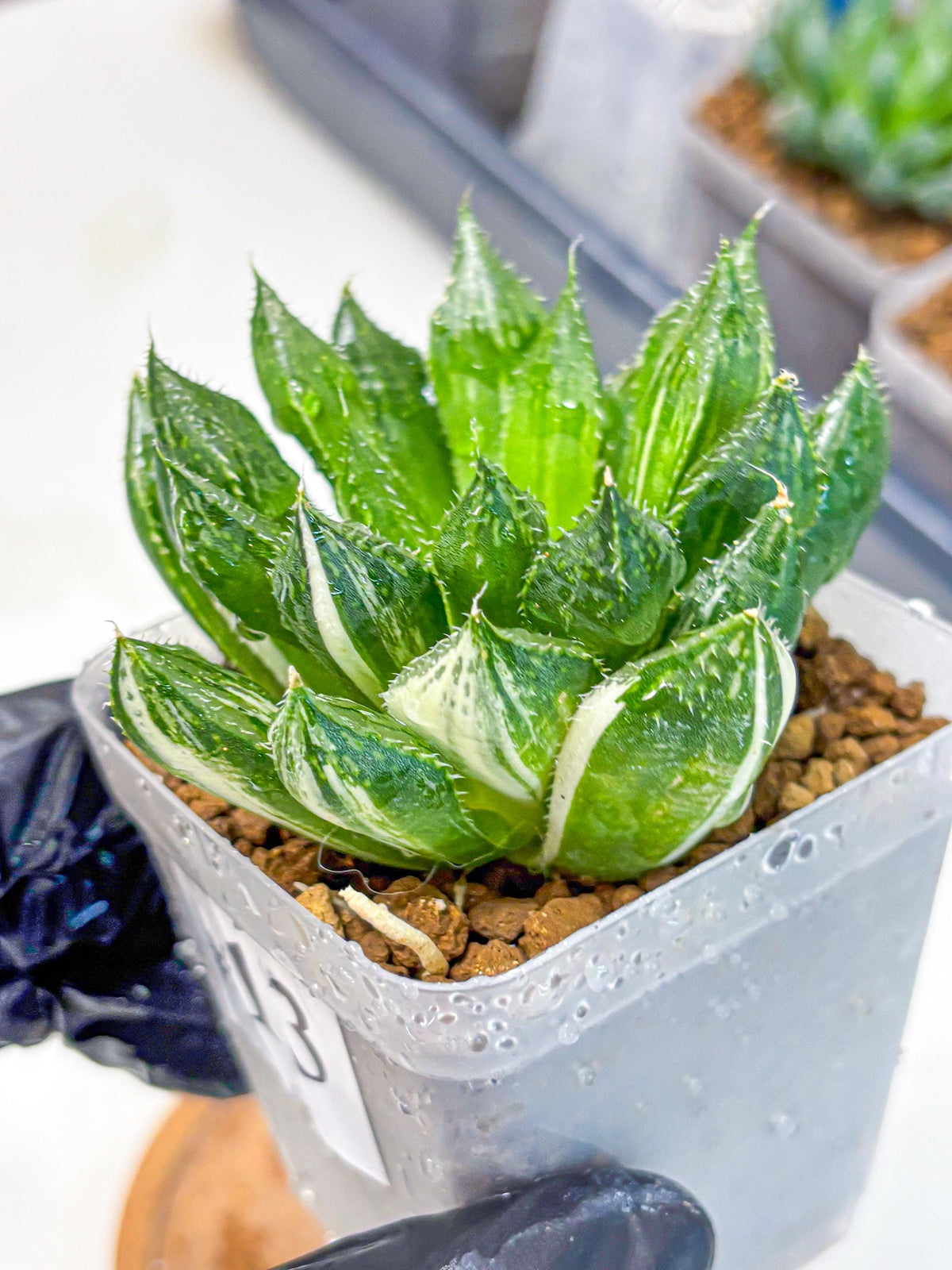 Haworthia Obtusa ‘Lotus Lantern’ (wa11) (13) | Easy Care Indoor Plant