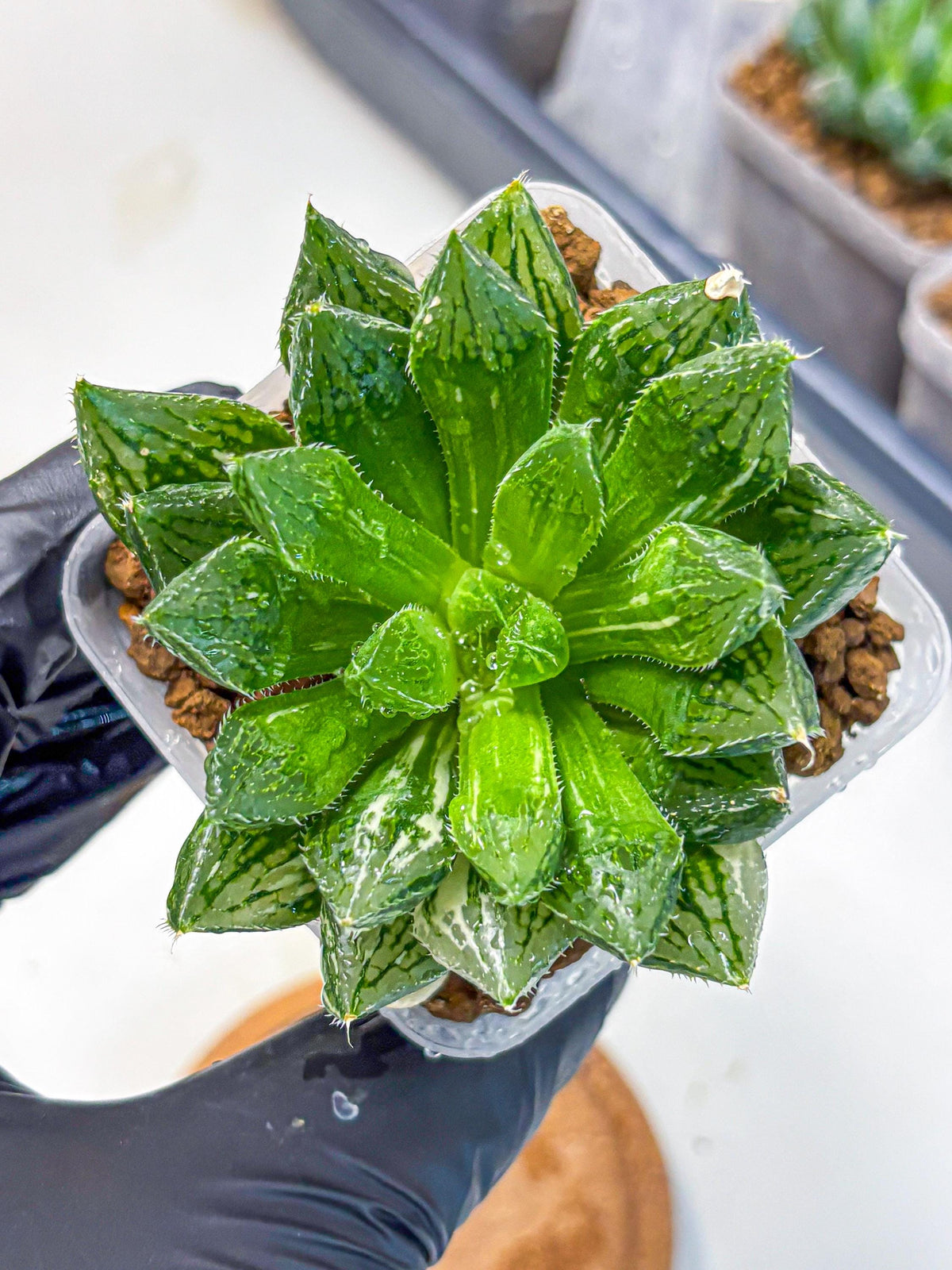 Haworthia Obtusa ‘Lotus Lantern’ (wa11) (13) | Easy Care Indoor Plant