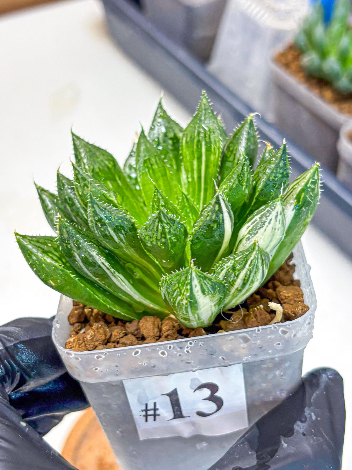 Haworthia Obtusa ‘Lotus Lantern’ (wa11) (13) | Easy Care Indoor Plant