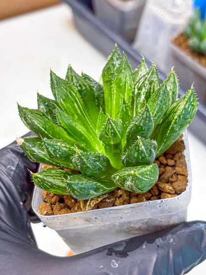 Haworthia Obtusa ‘Lotus Lantern’ (wa11) (13) | Easy Care Indoor Plant
