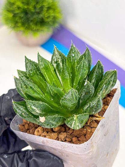 Haworthia Obtusa ‘Lotus Lantern’ (wa11) (13) | Easy Care Indoor Plant