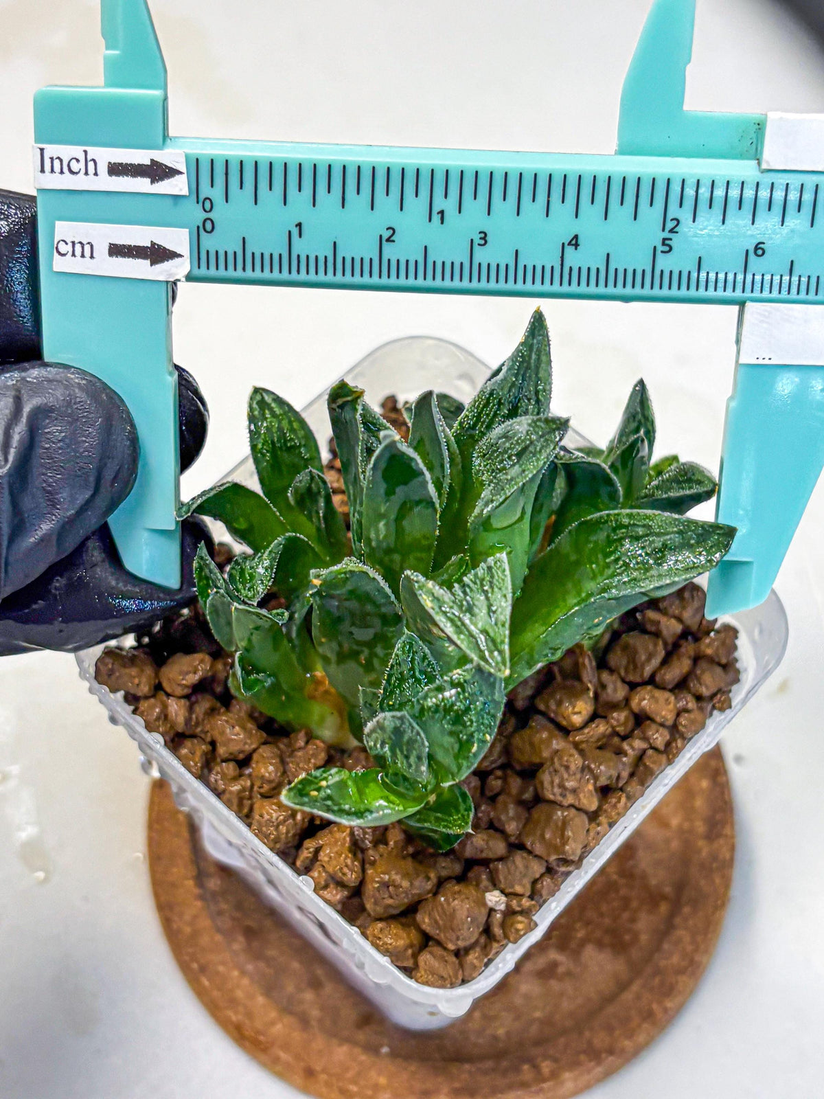 Haworthia Tiger pygmaea (wa11) (14) | Easy Care Indoor Plant
