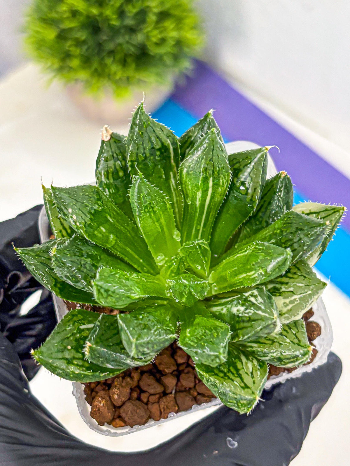 Haworthia Obtusa ‘Lotus Lantern’ (wa11) (13) | Easy Care Indoor Plant
