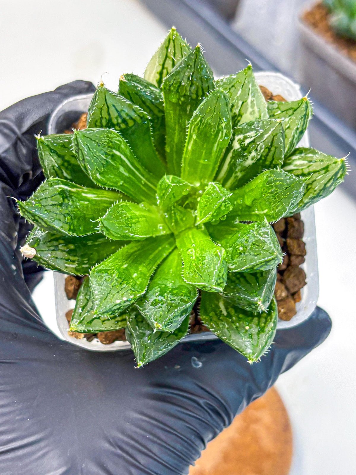 Haworthia Obtusa ‘Lotus Lantern’ (wa11) (13) | Easy Care Indoor Plant