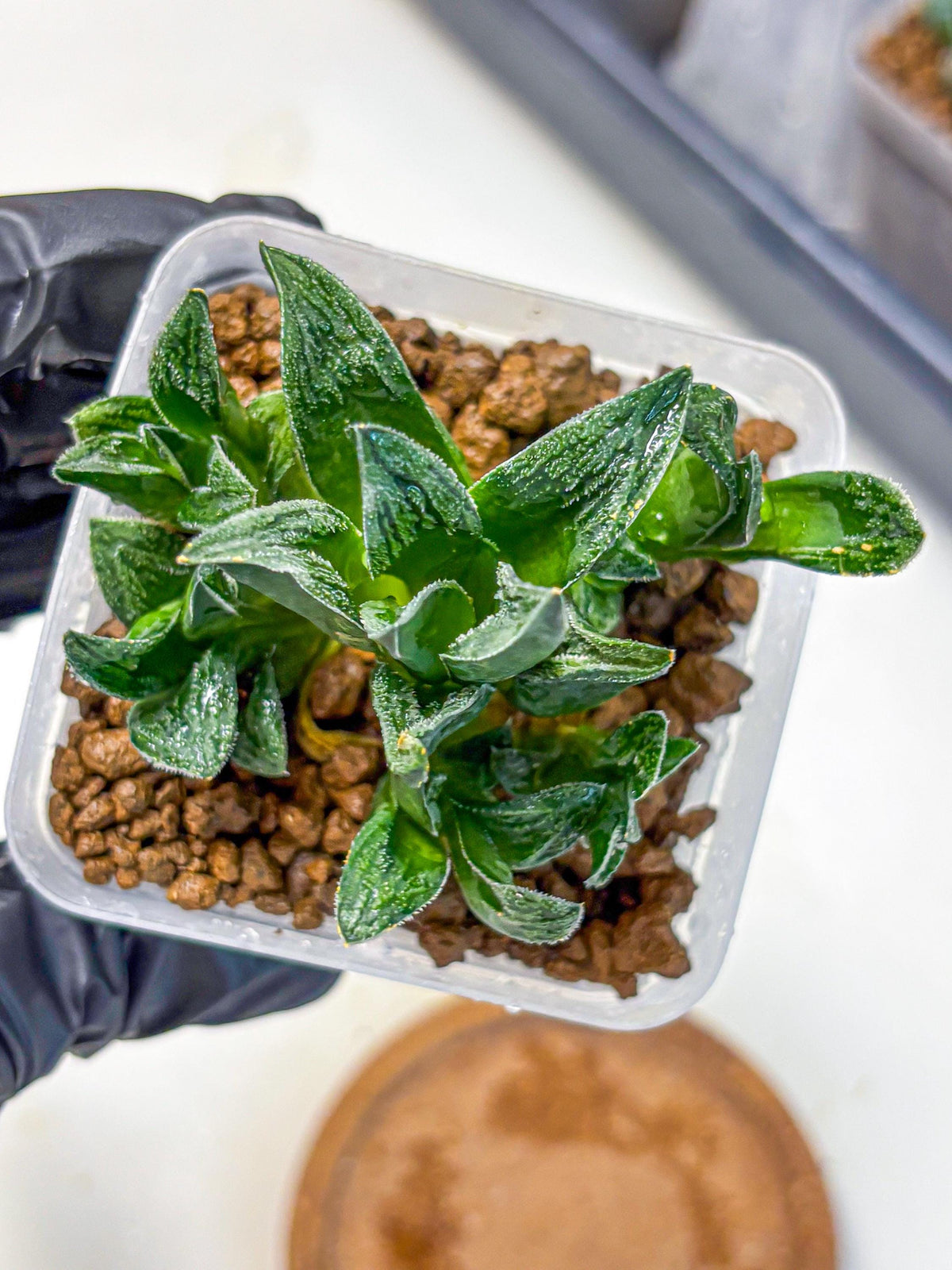 Haworthia Tiger pygmaea (wa11) (14) | Easy Care Indoor Plant