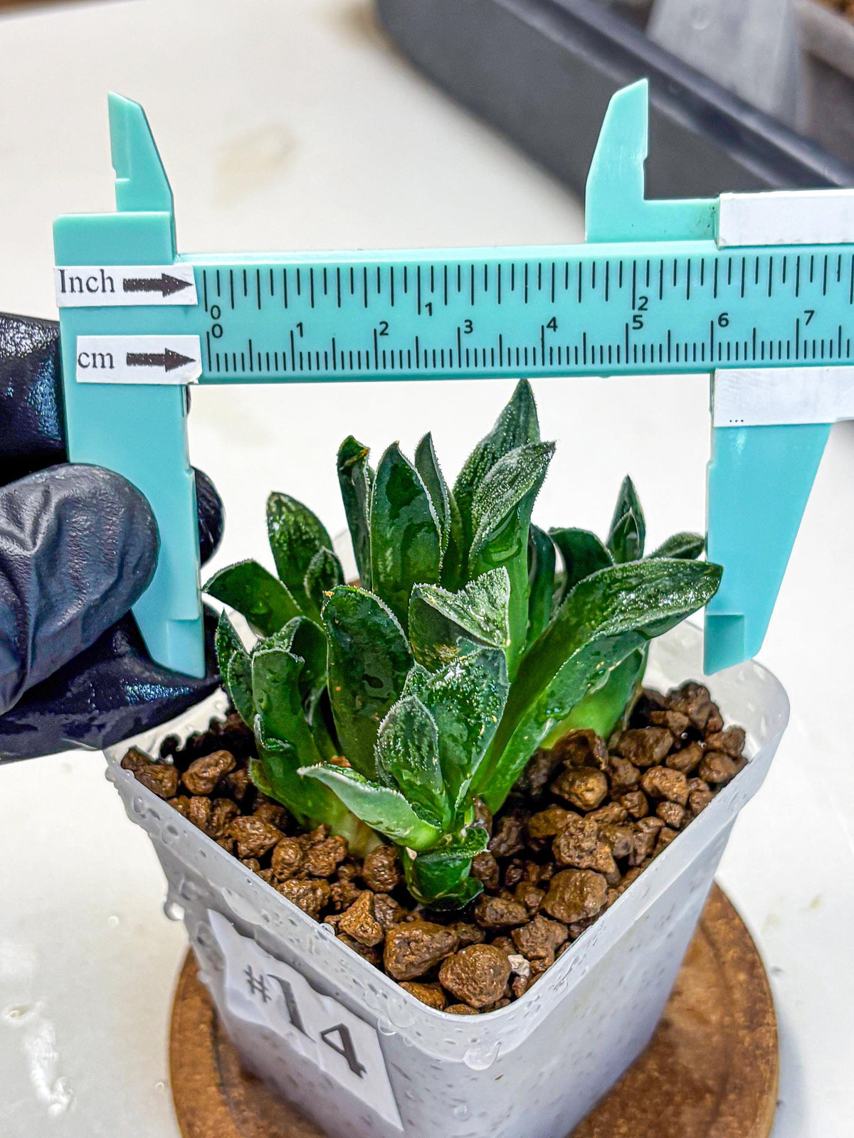 Haworthia Tiger pygmaea (wa11) (14) | Easy Care Indoor Plant