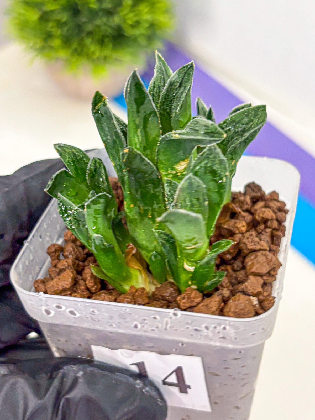 Haworthia Tiger pygmaea (wa11) (14) | Easy Care Indoor Plant
