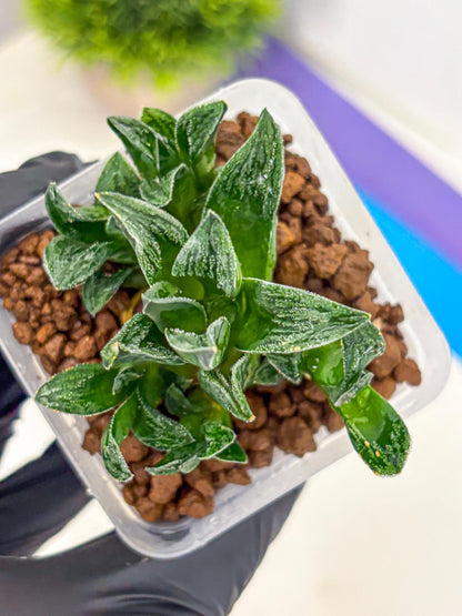 Haworthia Tiger pygmaea (wa11) (14) | Easy Care Indoor Plant