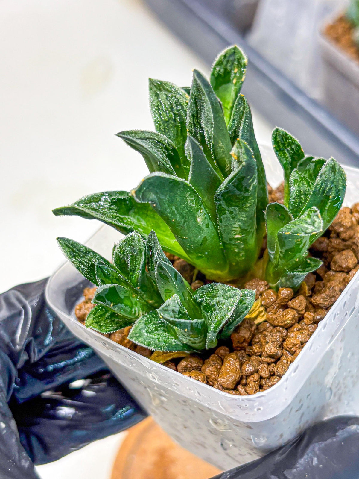 Haworthia Tiger pygmaea (wa11) (14) | Easy Care Indoor Plant