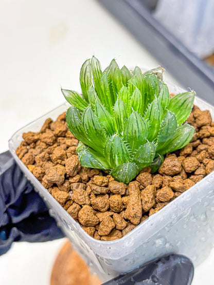 Haworthia Emerald Cloud (wa11) (15) | Easy Care Indoor Plant