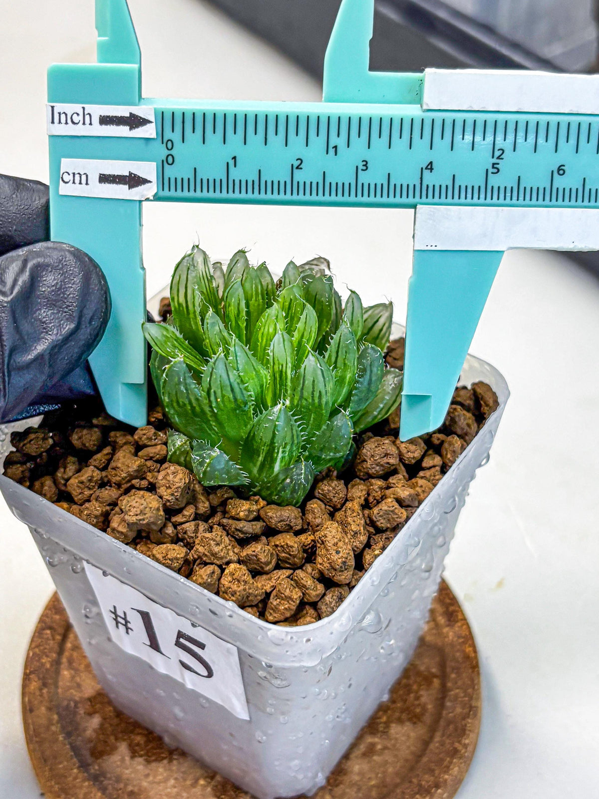 Haworthia Emerald Cloud (wa11) (15) | Easy Care Indoor Plant