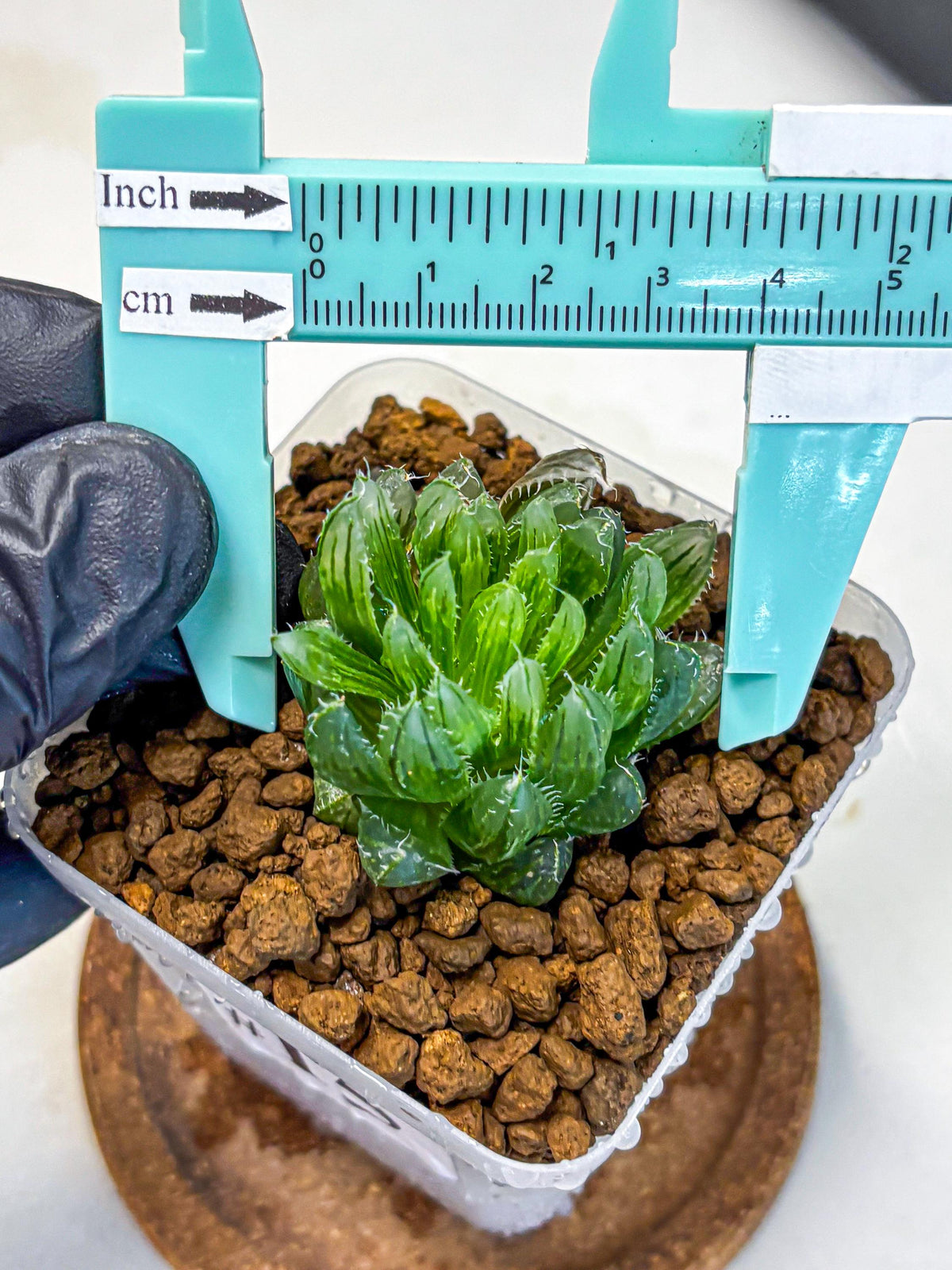 Haworthia Emerald Cloud (wa11) (15) | Easy Care Indoor Plant