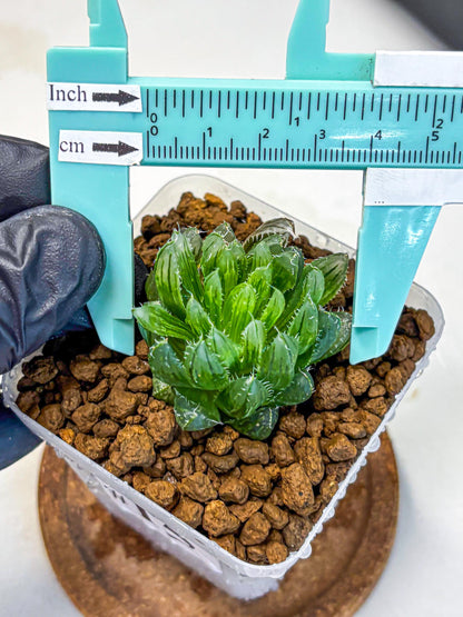 Haworthia Emerald Cloud (wa11) (15) | Easy Care Indoor Plant