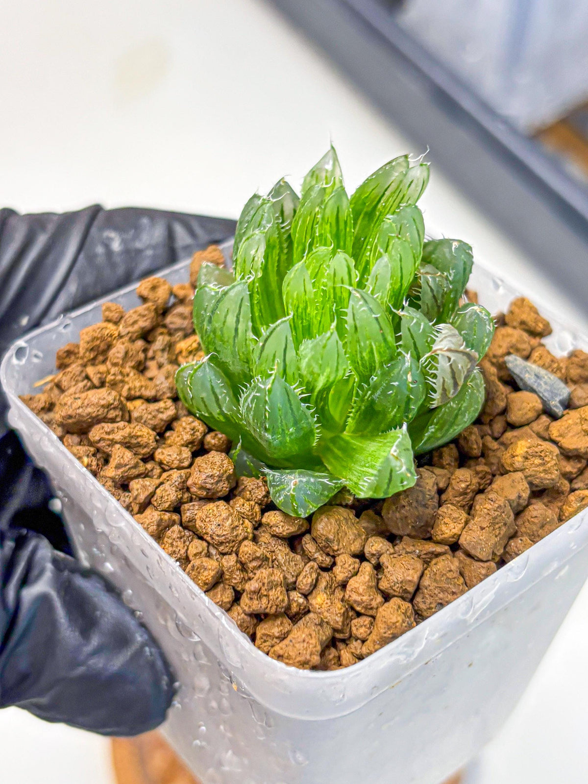Haworthia Emerald Cloud (wa11) (15) | Easy Care Indoor Plant