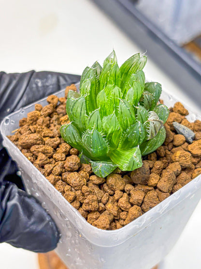 Haworthia Emerald Cloud (wa11) (15) | Easy Care Indoor Plant