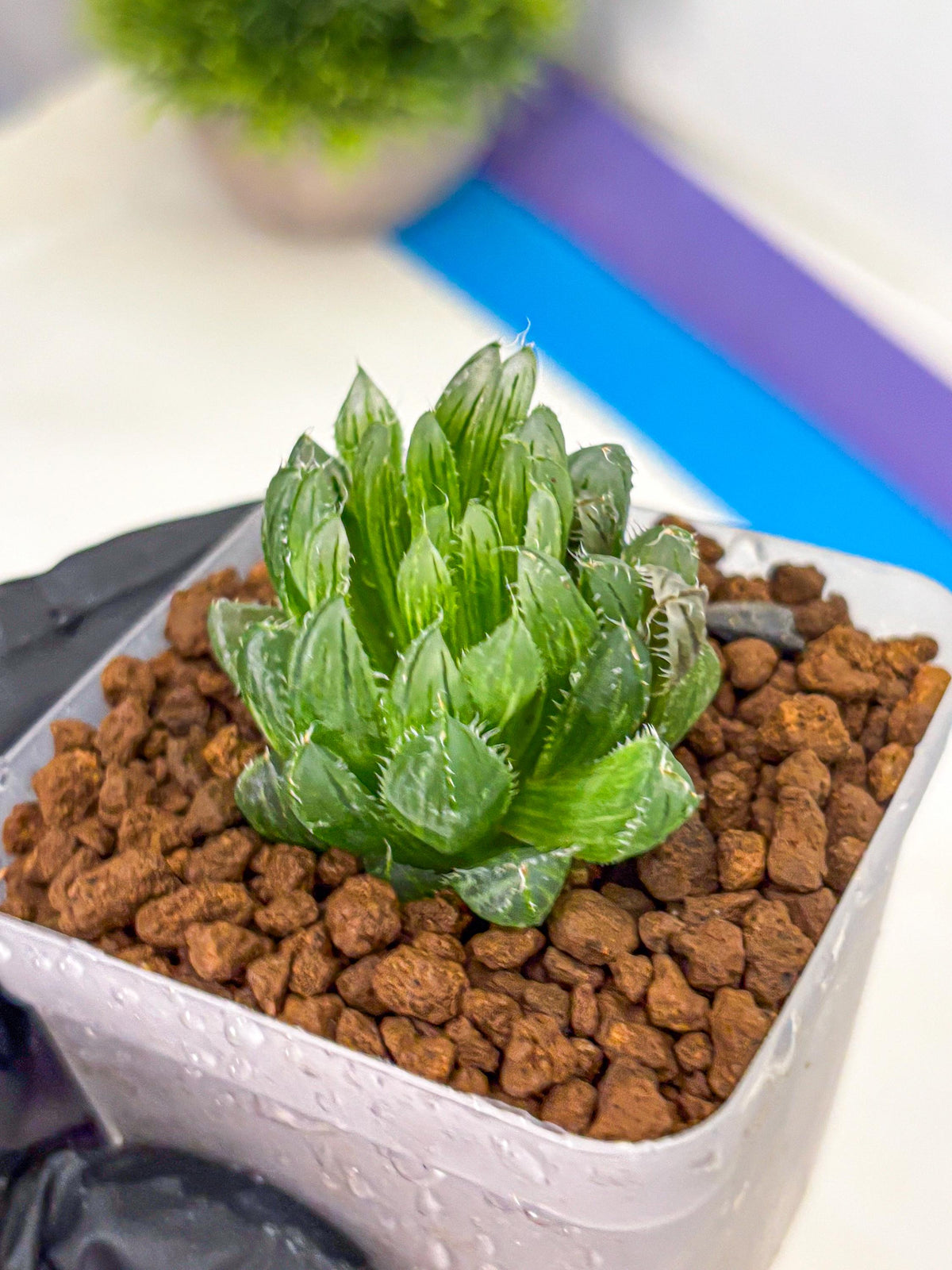 Haworthia Emerald Cloud (wa11) (15) | Easy Care Indoor Plant