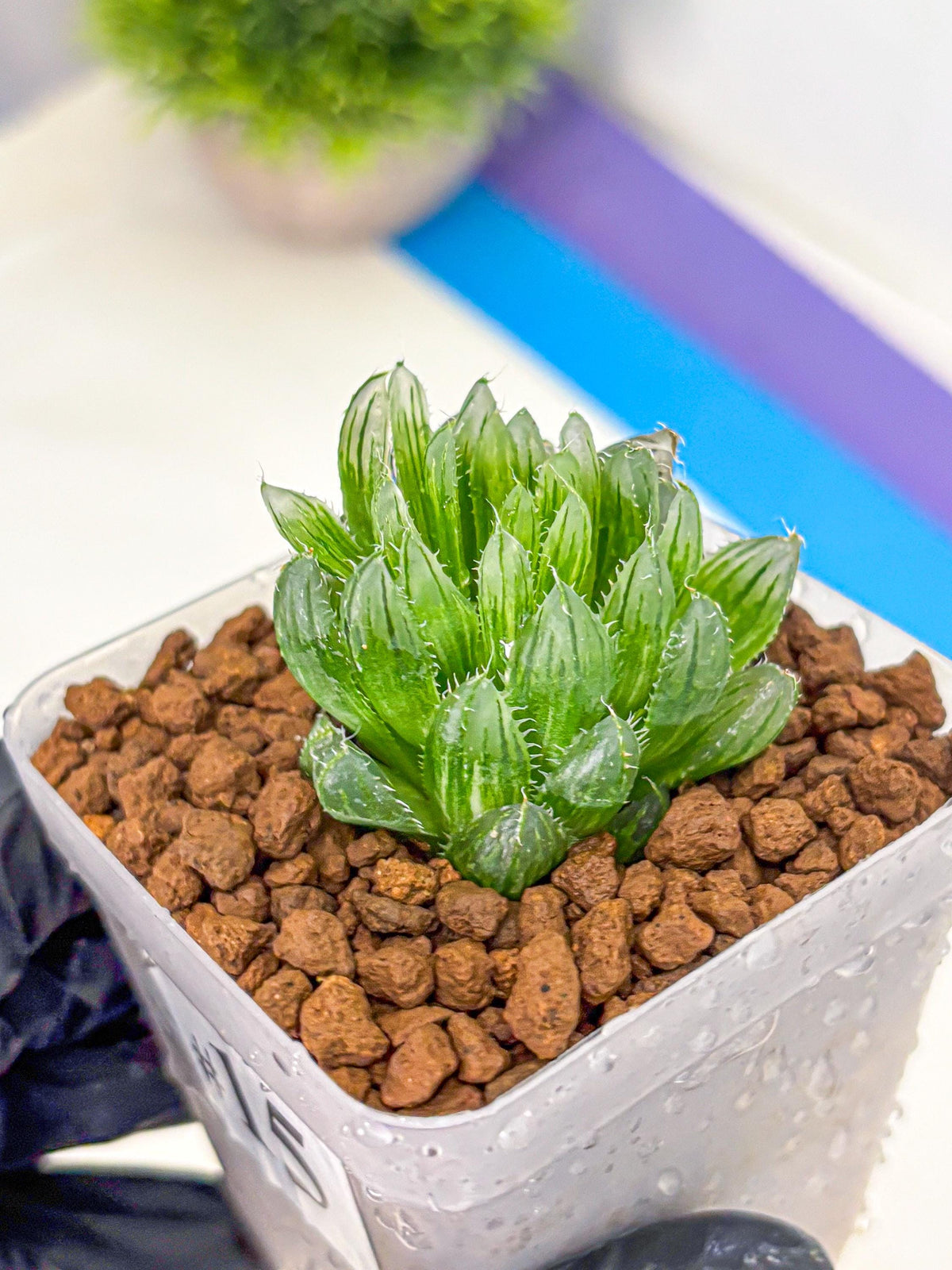 Haworthia Emerald Cloud (wa11) (15) | Easy Care Indoor Plant