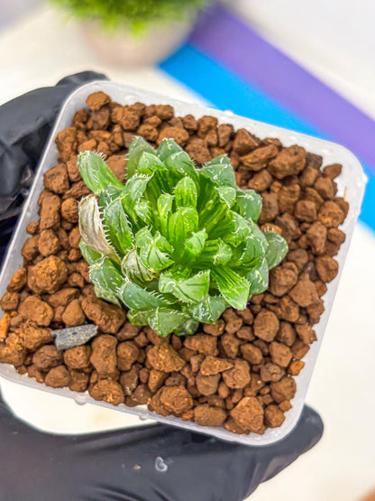 Haworthia Emerald Cloud (wa11) (15) | Easy Care Indoor Plant