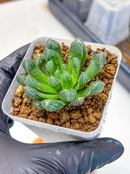 Haworthia Obtusa Hyb (wa11) (16) | Easy Care Indoor Plant