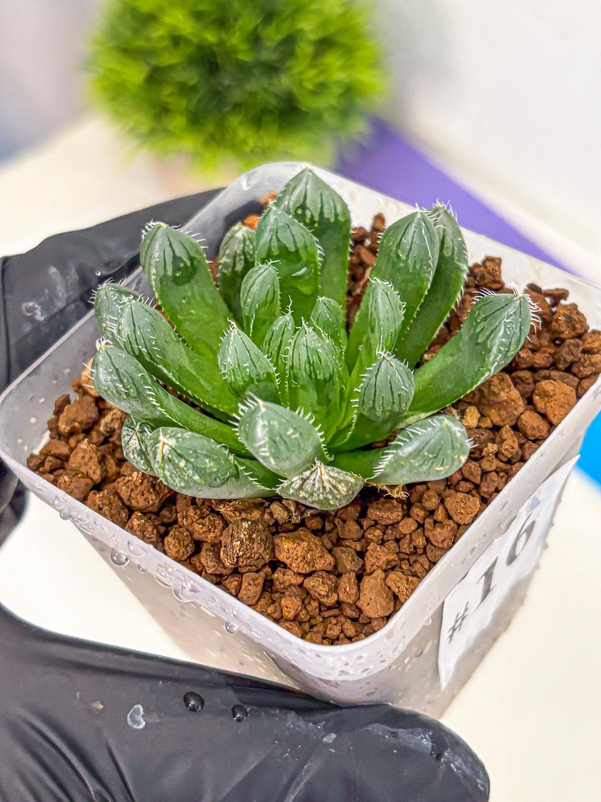 Haworthia Obtusa Hyb (wa11) (16) | Easy Care Indoor Plant