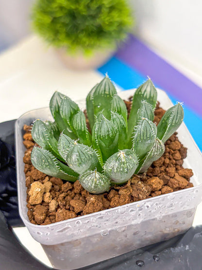 Haworthia Obtusa Hyb (wa11) (16) | Easy Care Indoor Plant