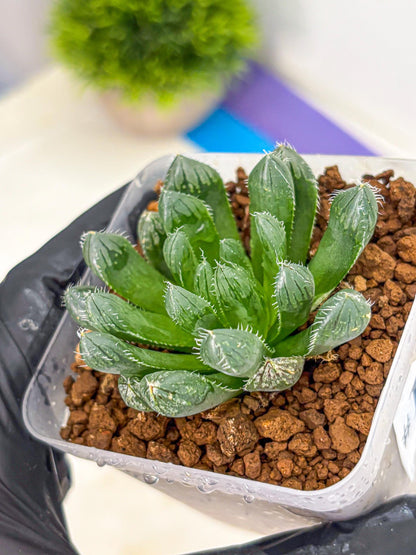 Haworthia Obtusa Hyb (wa11) (16) | Easy Care Indoor Plant