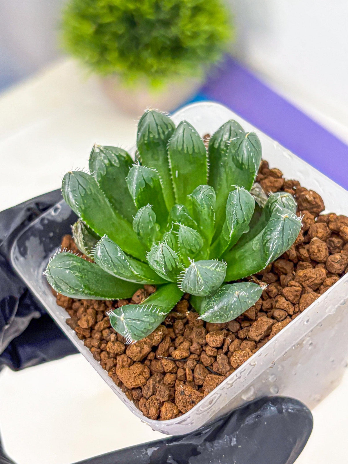 Haworthia Obtusa Hyb (wa11) (16) | Easy Care Indoor Plant