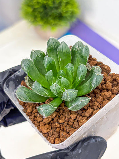 Haworthia Obtusa Hyb (wa11) (16) | Easy Care Indoor Plant