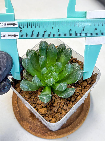 Haworthia Obtusa Hyb (wa11) (16) | Easy Care Indoor Plant