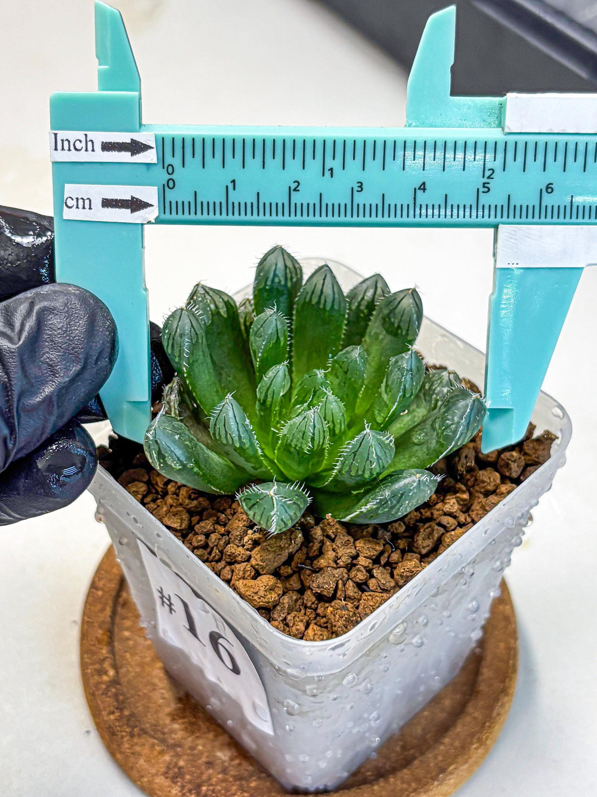 Haworthia Obtusa Hyb (wa11) (16) | Easy Care Indoor Plant