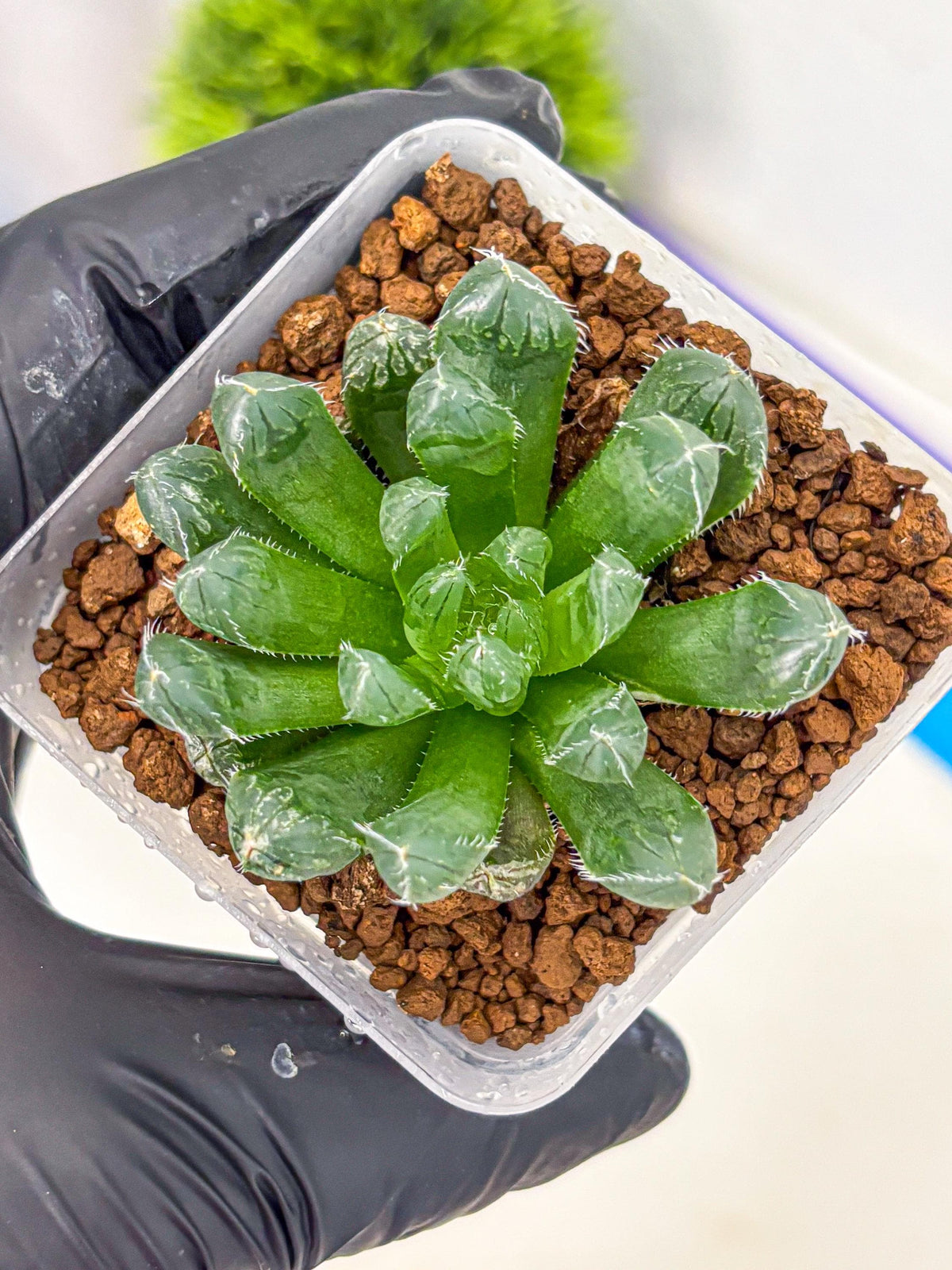 Haworthia Obtusa Hyb (wa11) (16) | Easy Care Indoor Plant