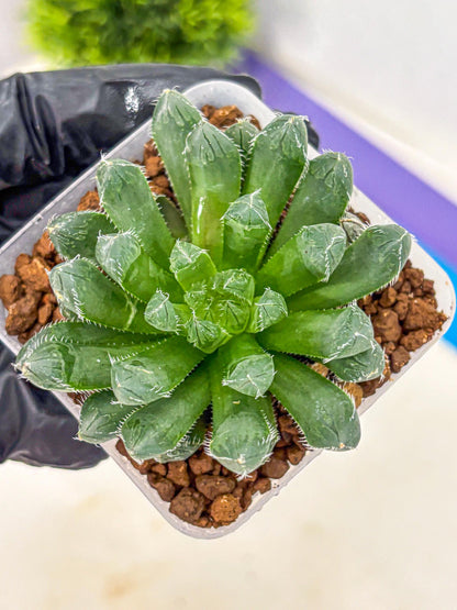 Haworthia Obtusa hyb (wa11) (bb) | Easy Care Indoor Plant