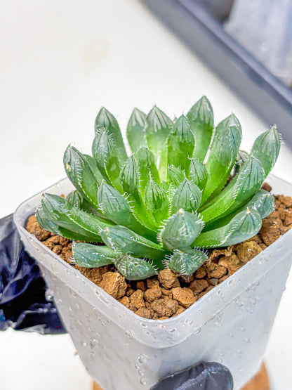 Haworthia Obtusa hyb (wa11) (bb) | Easy Care Indoor Plant