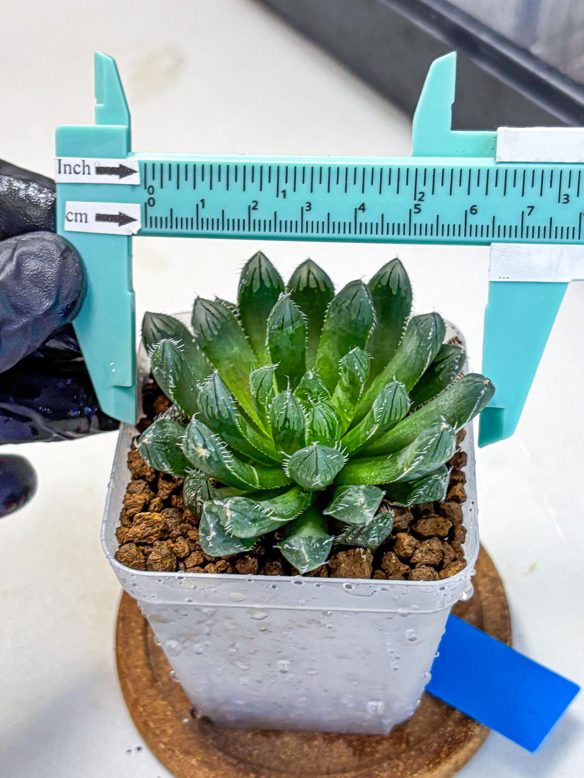 Haworthia Obtusa hyb (wa11) (bb) | Easy Care Indoor Plant