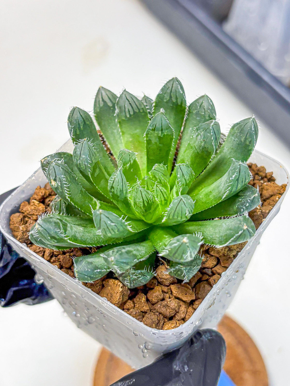 Haworthia Obtusa hyb (wa11) (bb) | Easy Care Indoor Plant