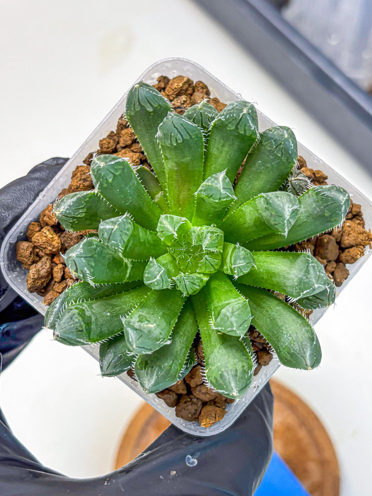 Haworthia Obtusa hyb (wa11) (bb) | Easy Care Indoor Plant