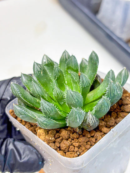 Haworthia Obtusa hyb (wa11) (bb) | Easy Care Indoor Plant