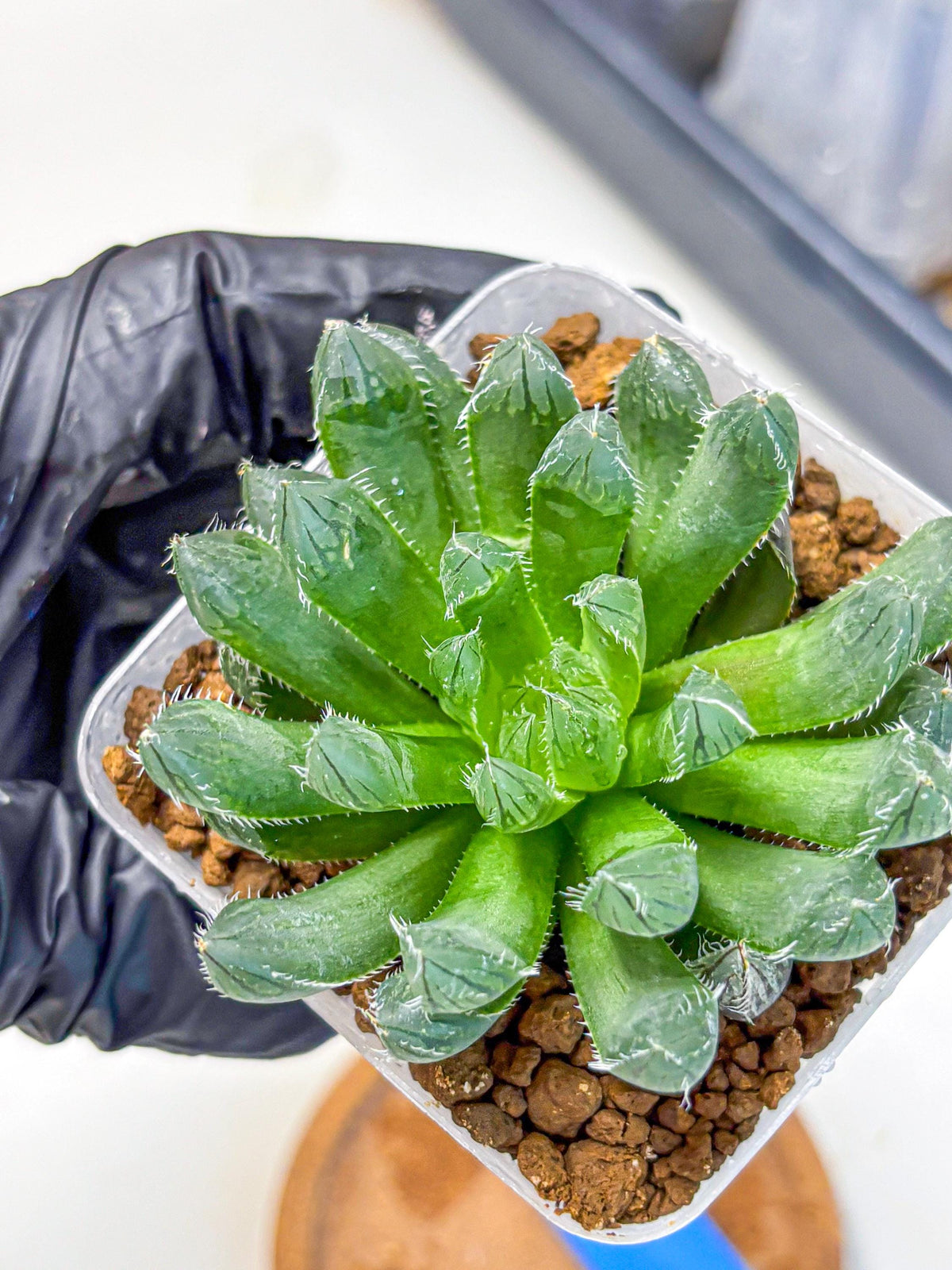 Haworthia Obtusa hyb (wa11) (bb) | Easy Care Indoor Plant