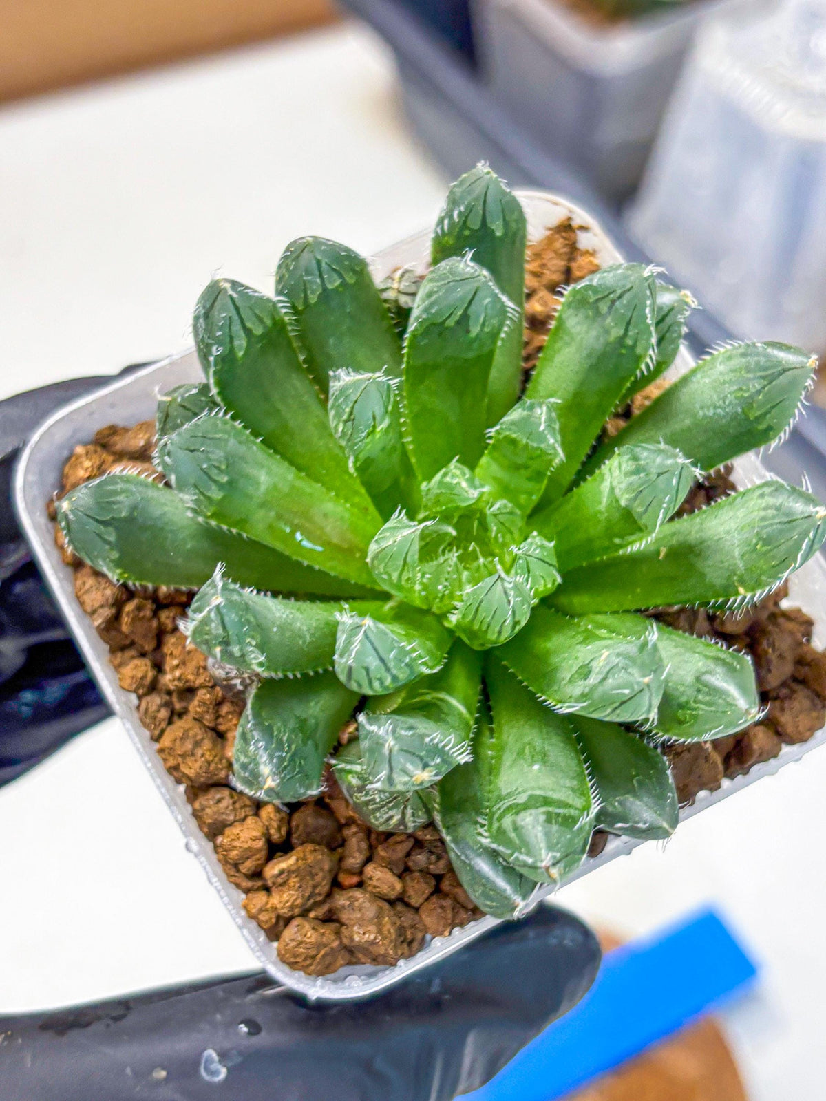 Haworthia Obtusa hyb (wa11) (bb) | Easy Care Indoor Plant
