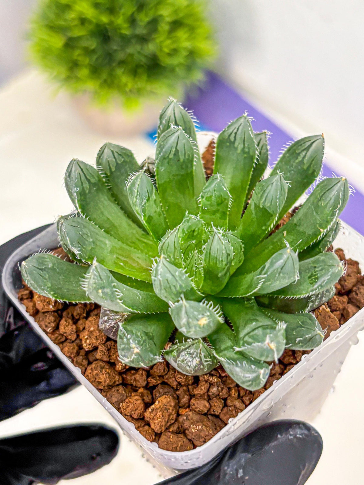 Haworthia Obtusa hyb (wa11) (bb) | Easy Care Indoor Plant