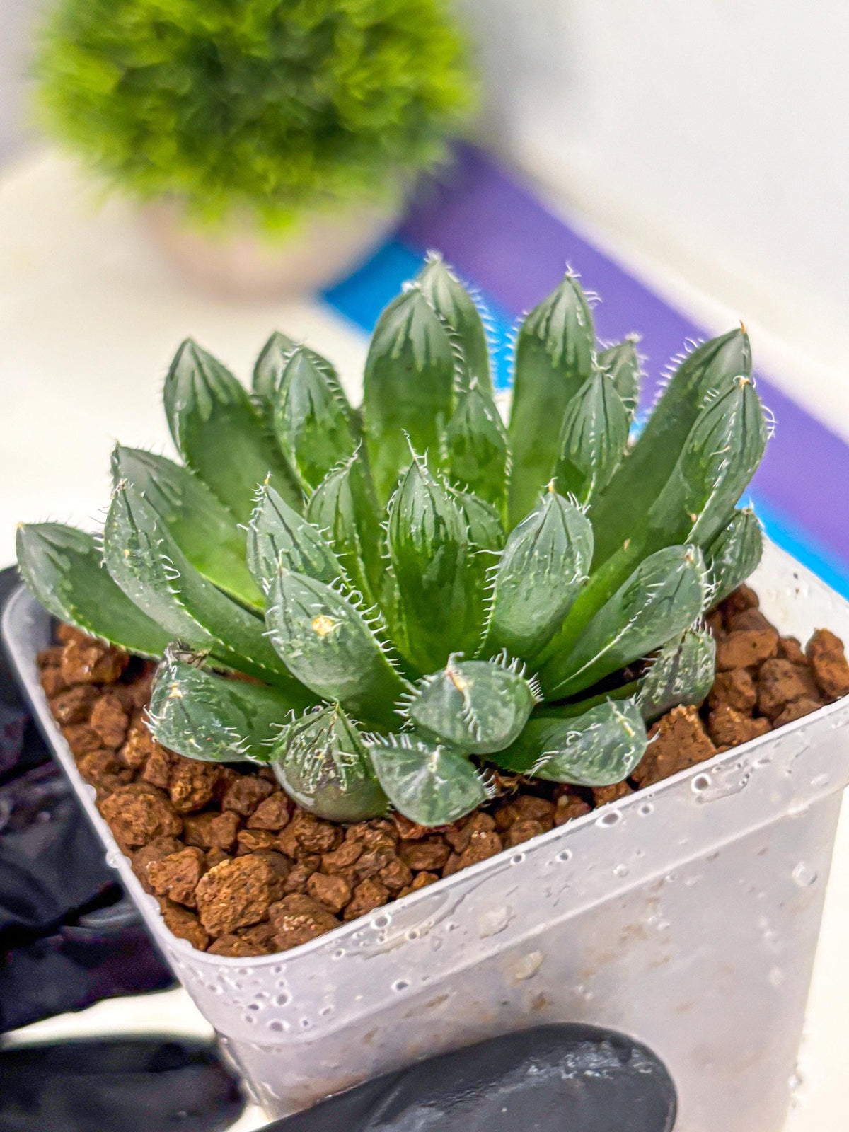 Haworthia Obtusa hyb (wa11) (bb) | Easy Care Indoor Plant